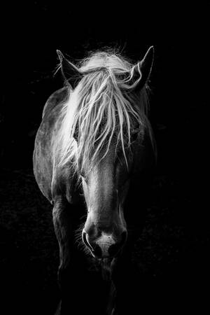 Een vredig paard Een vredig paard