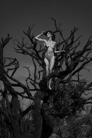 Häxträdsflicka Häxträdsflicka