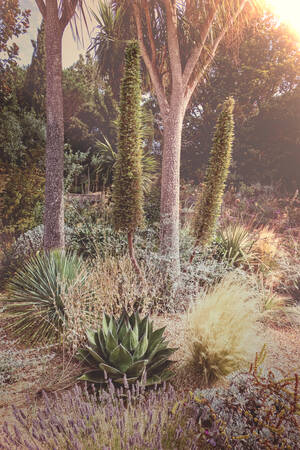 Torr trädgård Torr trädgård