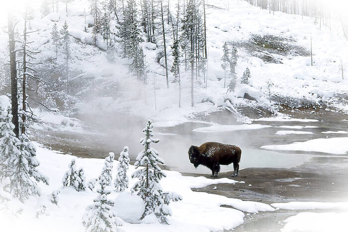 Mammoth Hot Springs Yellowstone National Park Montana USA