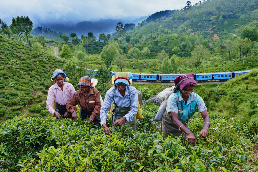 Sri Lankan tea pickers