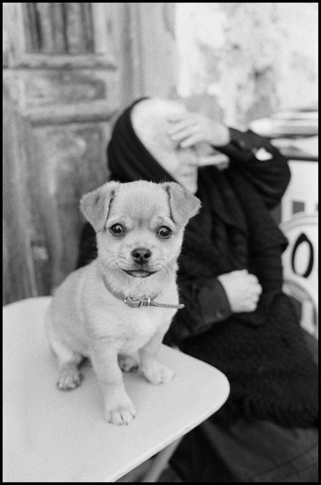 The dog and his mistress