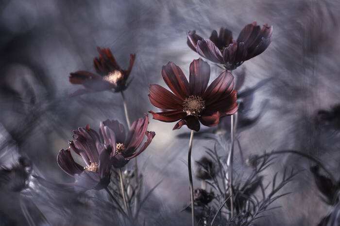 Cosmoslicieux Cosmoslicieux