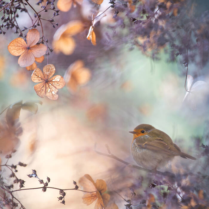 Fantaisie d'hortensia Fantaisie d'hortensia
