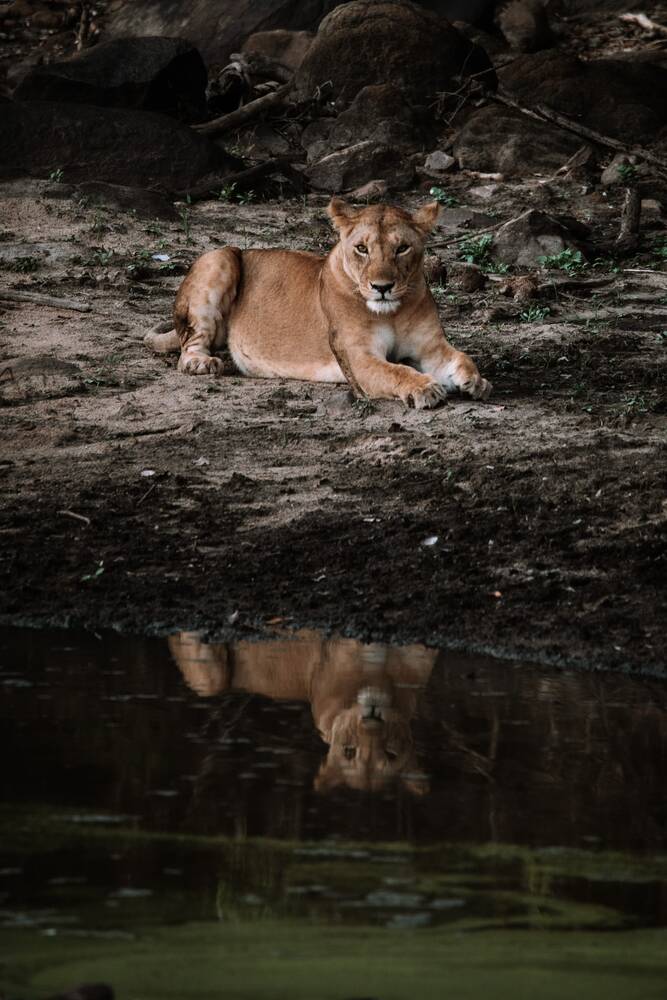 reflejo del león