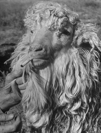 En Angora-get som behandlats med en cigarettfimp En Angora-get som behandlats med en cigarettfimp