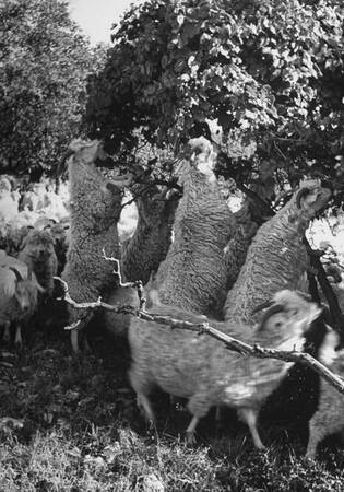 Angora getter som surfar Angora getter som surfar