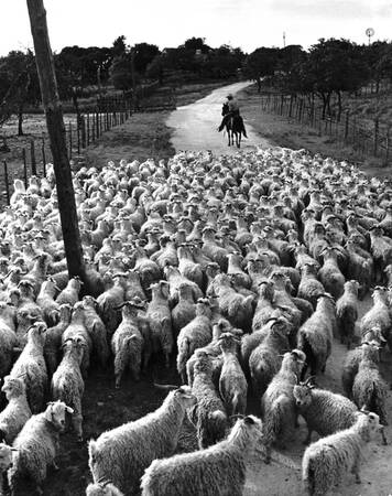 Angoragetter återvänder till betesmarken Angoragetter återvänder till betesmarken