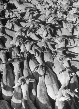 Angora getter Angora getter