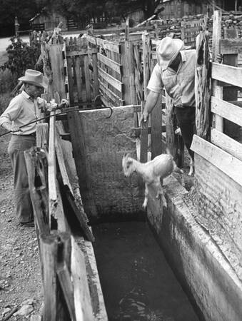 Nyklippt Angora-get Nyklippt Angora-get