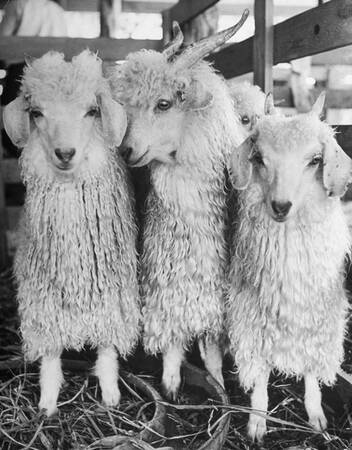 Tre unga angoragetter Tre unga angoragetter