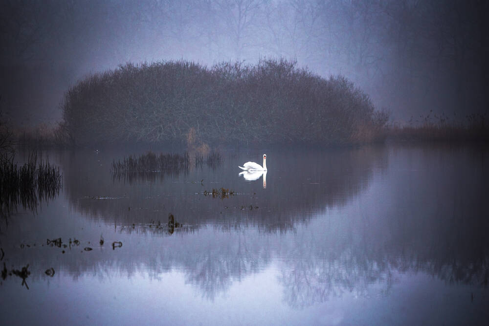 Er is maar één zwaan voor nodig