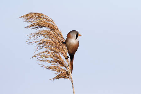 La caña y el pájaro