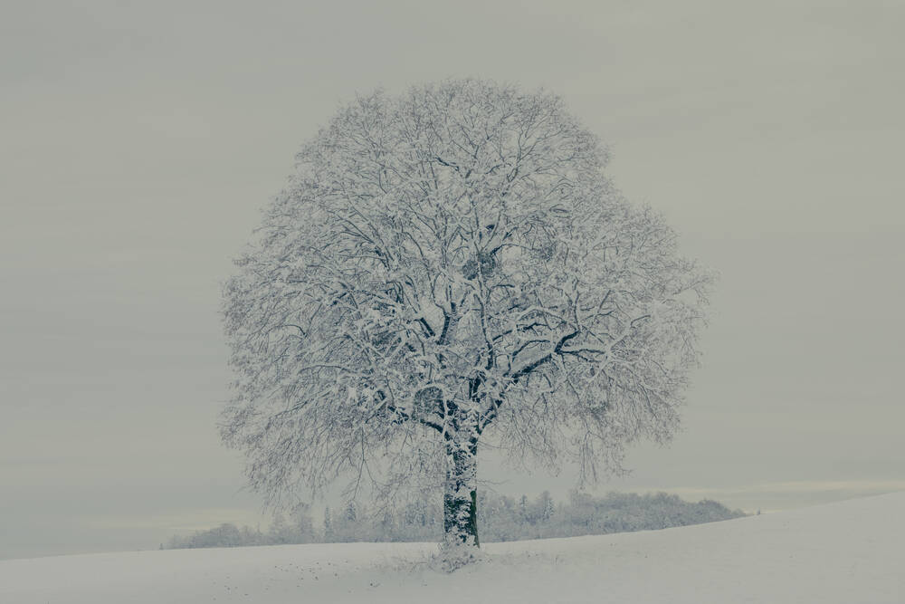 GREY TREE - Photographic print for sale