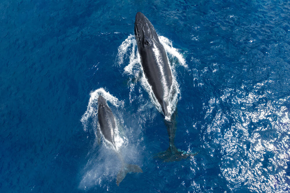 ILE DE LA REUNION 003