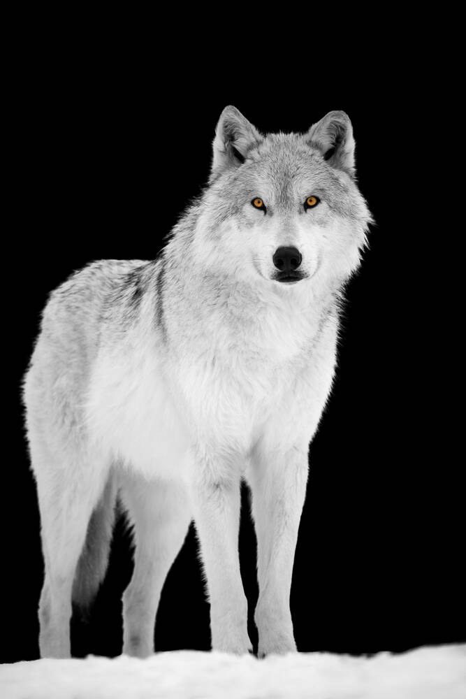 Loup blanc