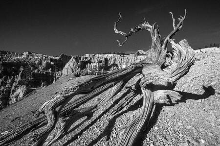 Tableau USA Bryce canyon 04 Tableau USA Bryce canyon 04