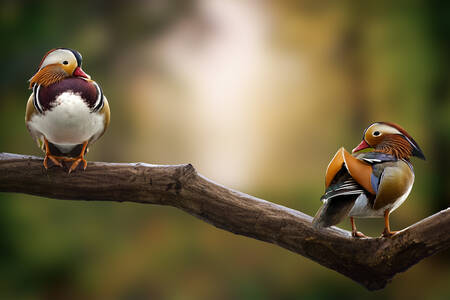 Mandarijneend Mandarijneend