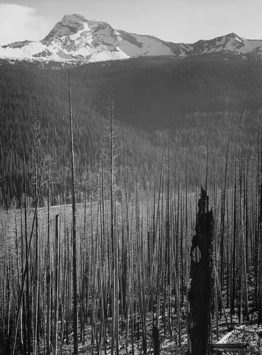 Forêt de pins et montagnes enneigées en arrière-plan