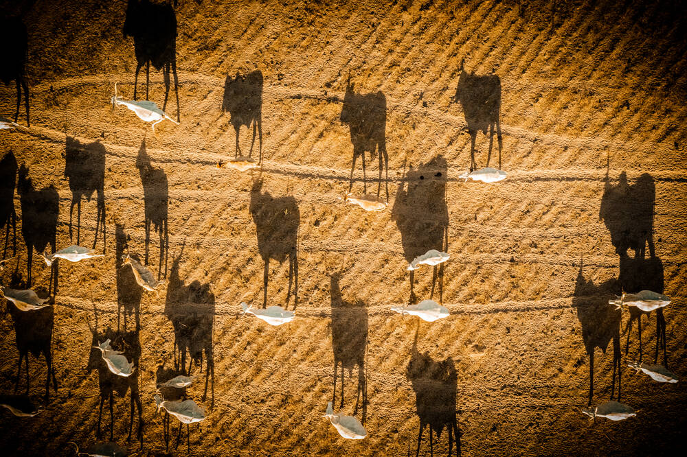 The shadows of the bush