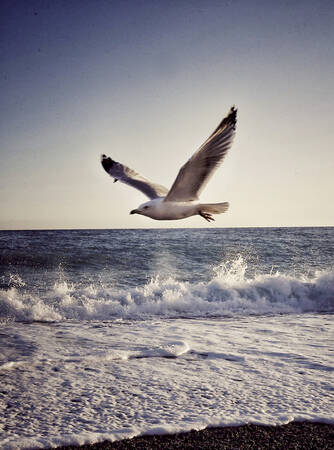 Jonathan le goéland Jonathan le goéland