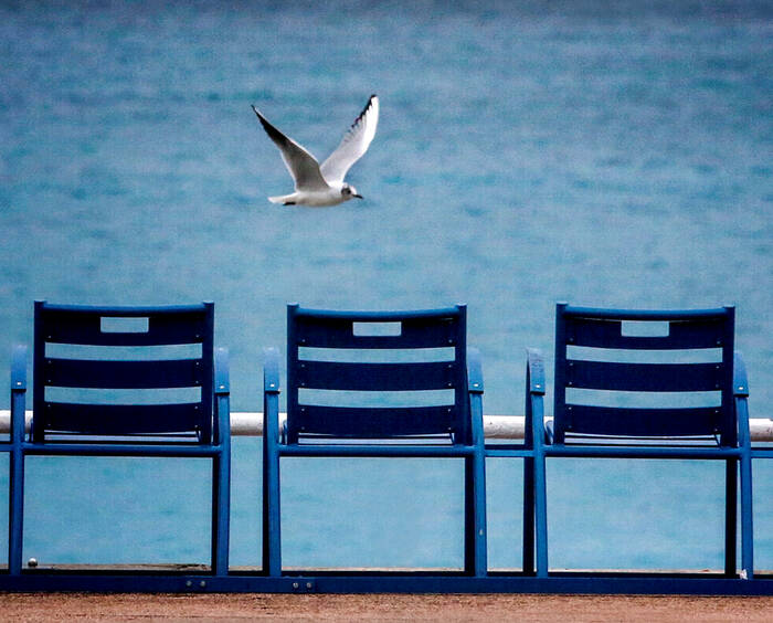 De blå stolarna i Nice ser en fiskmås passera De blå stolarna i Nice ser en fiskmås passera