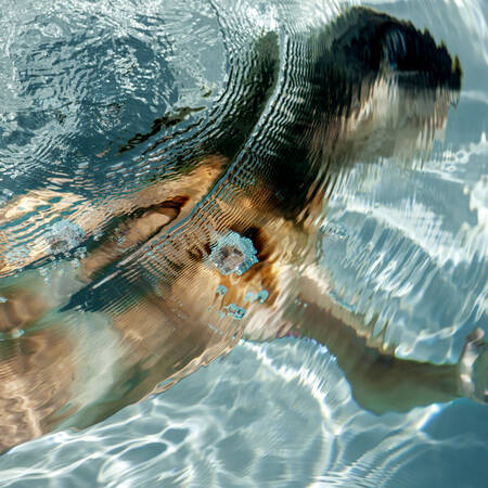 Fusion liquide Fusion liquide