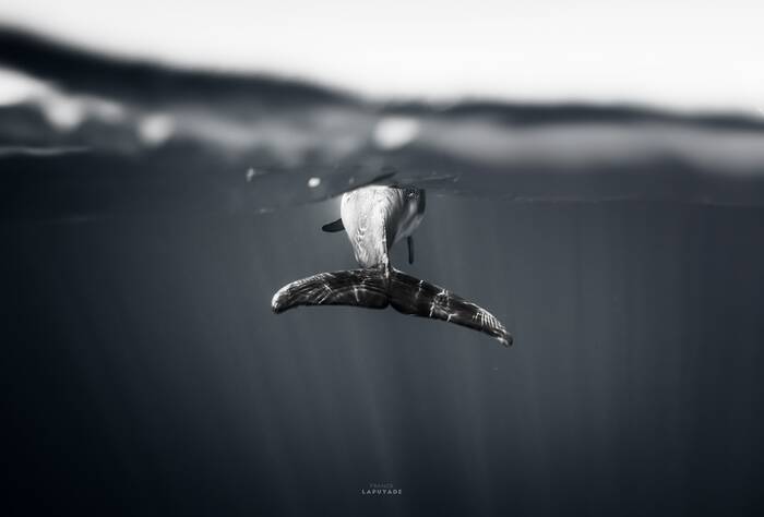 N'oublie pas N'oublie pas