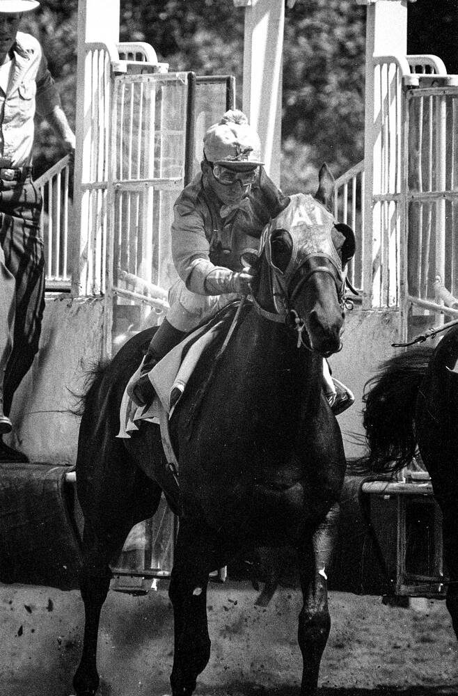Willie Shoemaker in action at Del Mar Racetrack in 1954