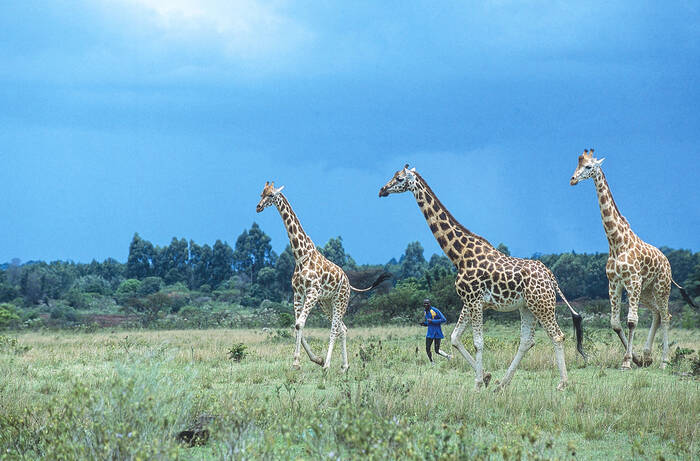 Kenyan runner training with giraffes in 2001