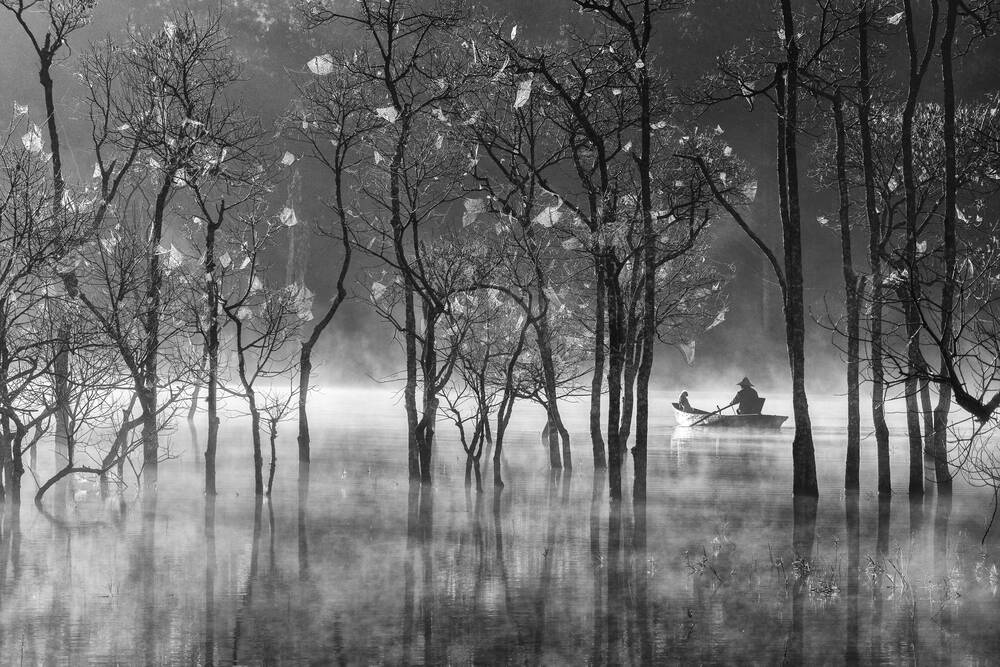 Dead forest in the mist