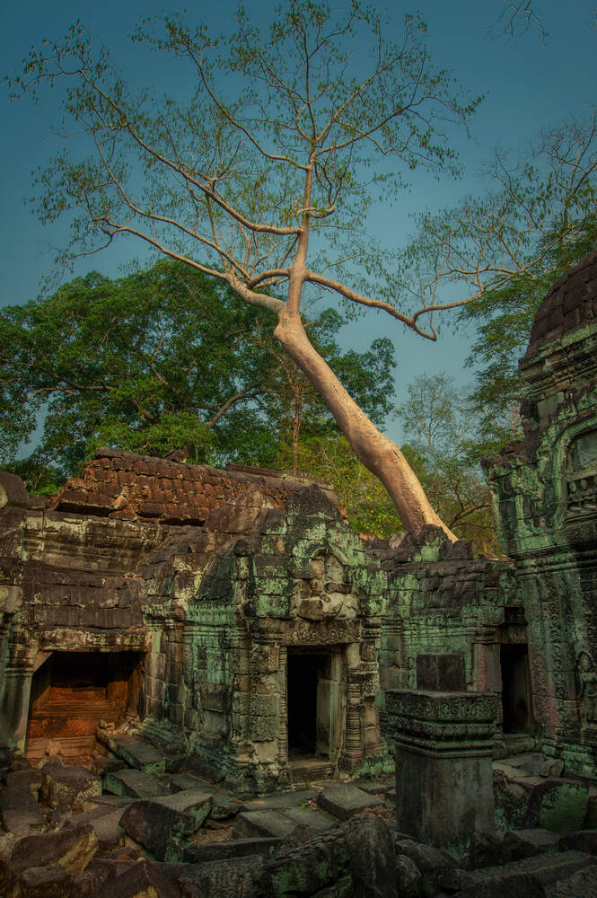 Ta Prohm tree and root 1