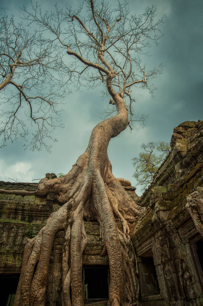 Ta Prohm tree and root 3