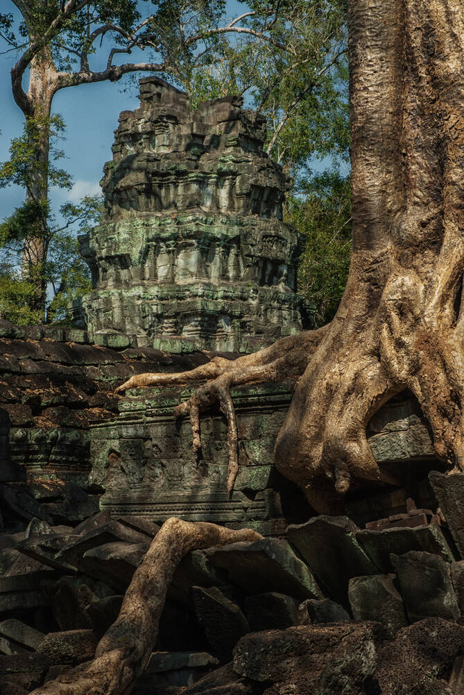 Ta Prohm tree and root 6