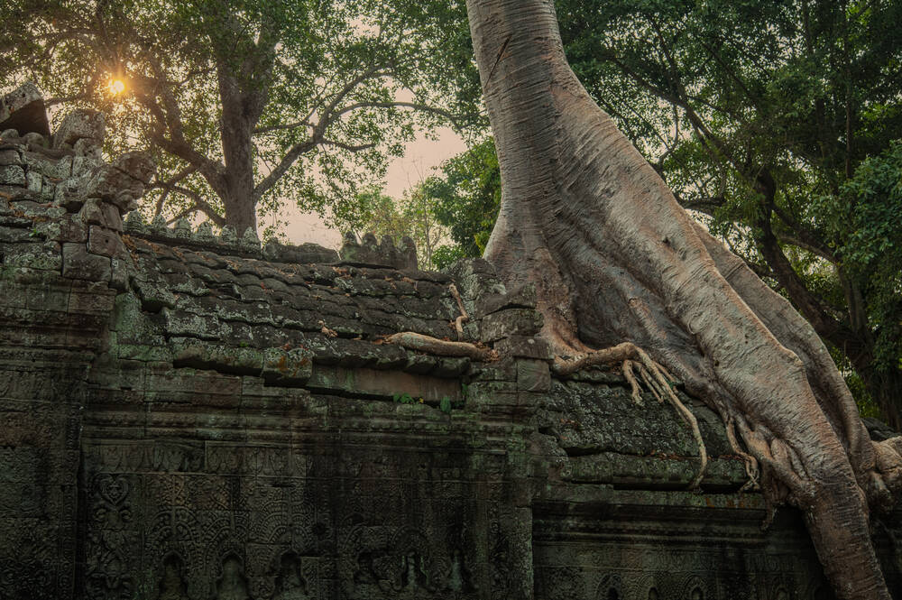 Ta Prohm tree and root 8