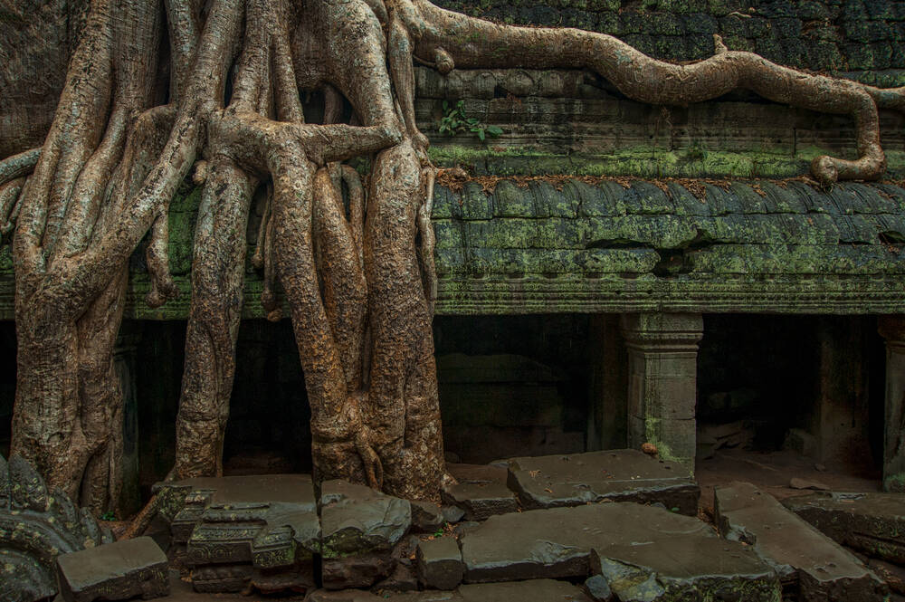 Ta Prohm tree and root 9