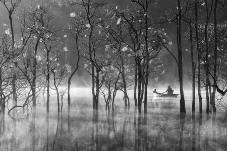 Forêt morte dans la brume