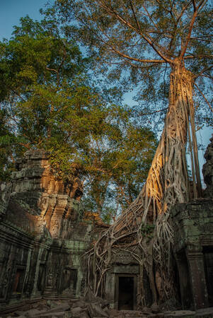Ta Prohm tree and root 2 Canvas Print Ta Prohm tree and root 2 Canvas Print