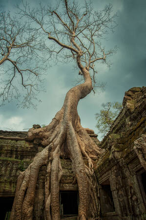 Ta Prohm tree and root 3 Canvas Print Ta Prohm tree and root 3 Canvas Print